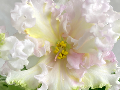 photo_nor for С-Золотой Локон (24-49)