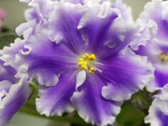 photo_nor for ЕК-Уютное Счастье
