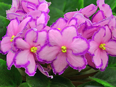photo_nor for Kev's Heavenly Star