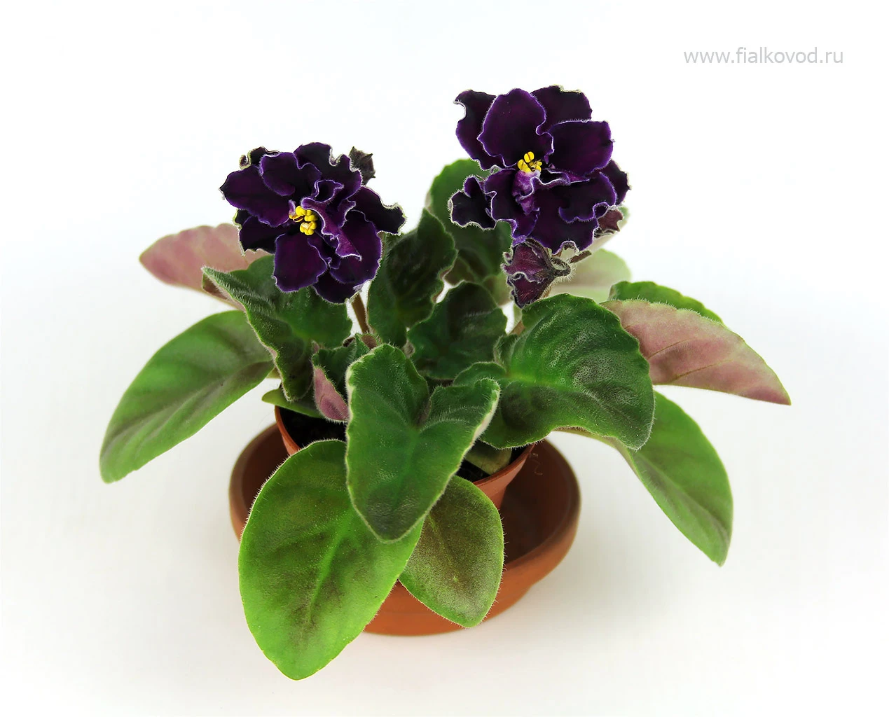 АВ-786-29, сеянец