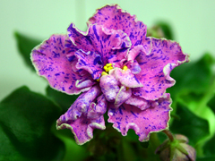 photo_nor for РС-Арлекино