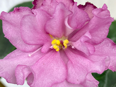 photo_nor for С-22-504, сеянец