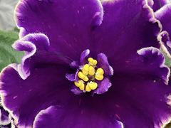 photo_nor for С-Египетские Ночи (22-127)