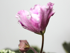 photo_nor for РС-Колокольный Звон