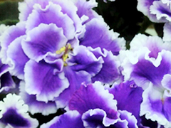 photo_nor for ЕК-Снежные Карпаты