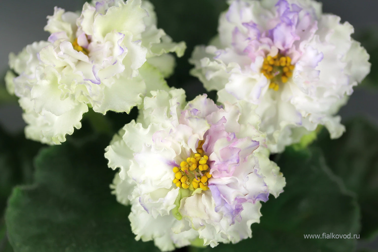 АВ-783-44, сеянец