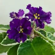 photo_nor for АП-Черничное Облако