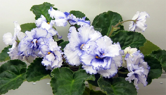 prsv.jpg