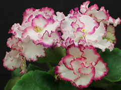 photo_nor for АВ-Сладкая Жизнь