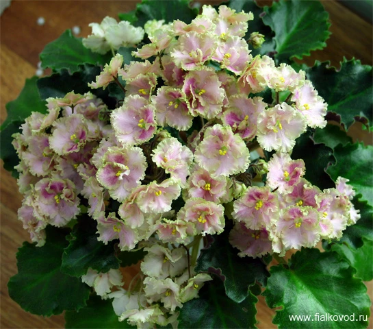 Rob's Antique Rose