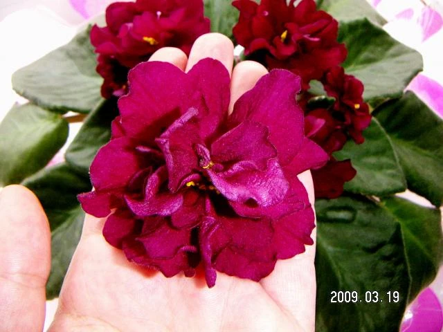 pict2490.jpg