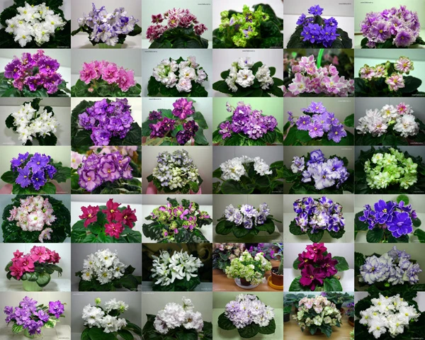 collage.jpg