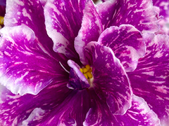 photo_nor for АВ-Метеоритный Снег (872-275)
