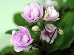 photo_nor for Cirelda