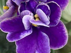 photo_nor for С-22-458, сеянец