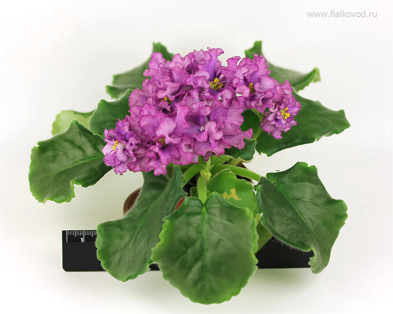 АВ-795-80, сеянец