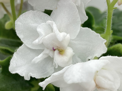 photo_nor for С-Морозный Вечер (22-118)