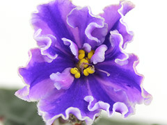 photo_nor for АВ-Зазеркалье, призрачный спорт