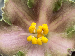 photo_nor for С-Жемчужный Пепел (22-432)