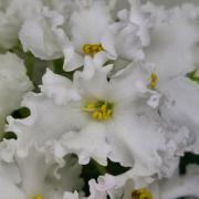 photo_nor for ЕК-Снежная Сказка
