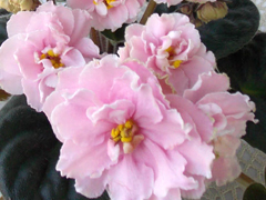 photo_nor for ЕК-Утренняя Свежесть