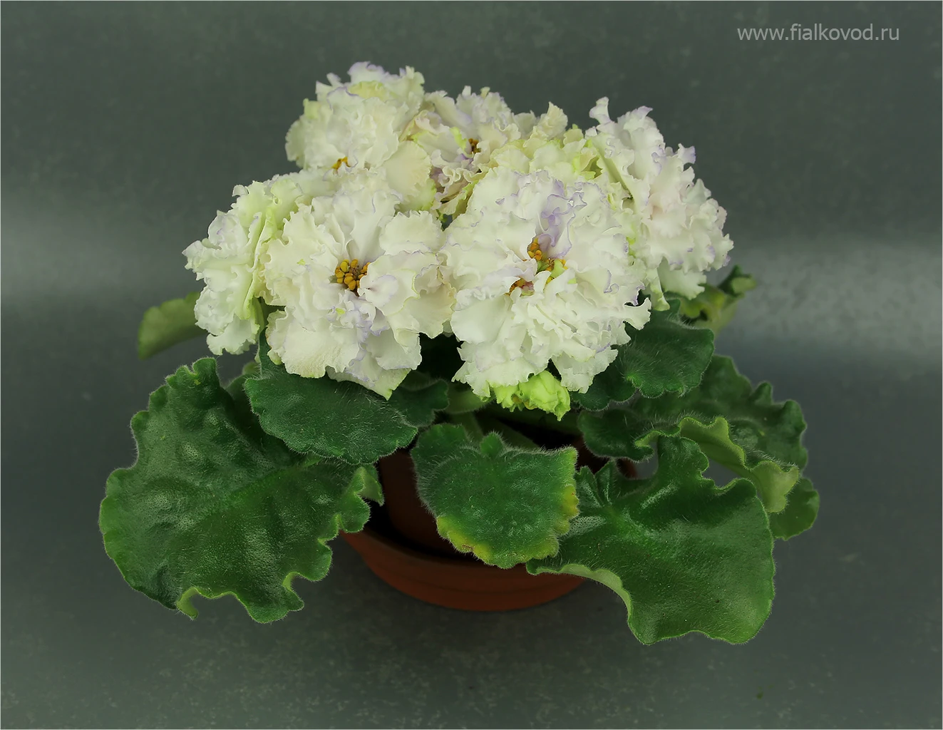 АВ-783-44, сеянец