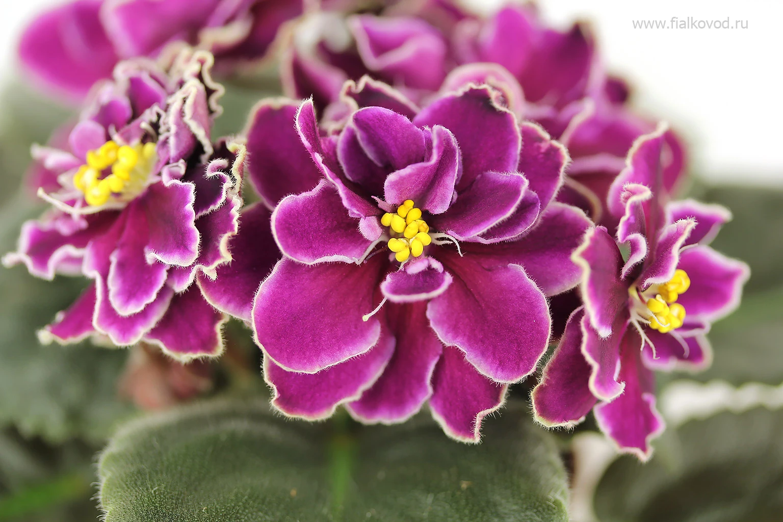 АВ-Кофе с Коньяком (809-64)