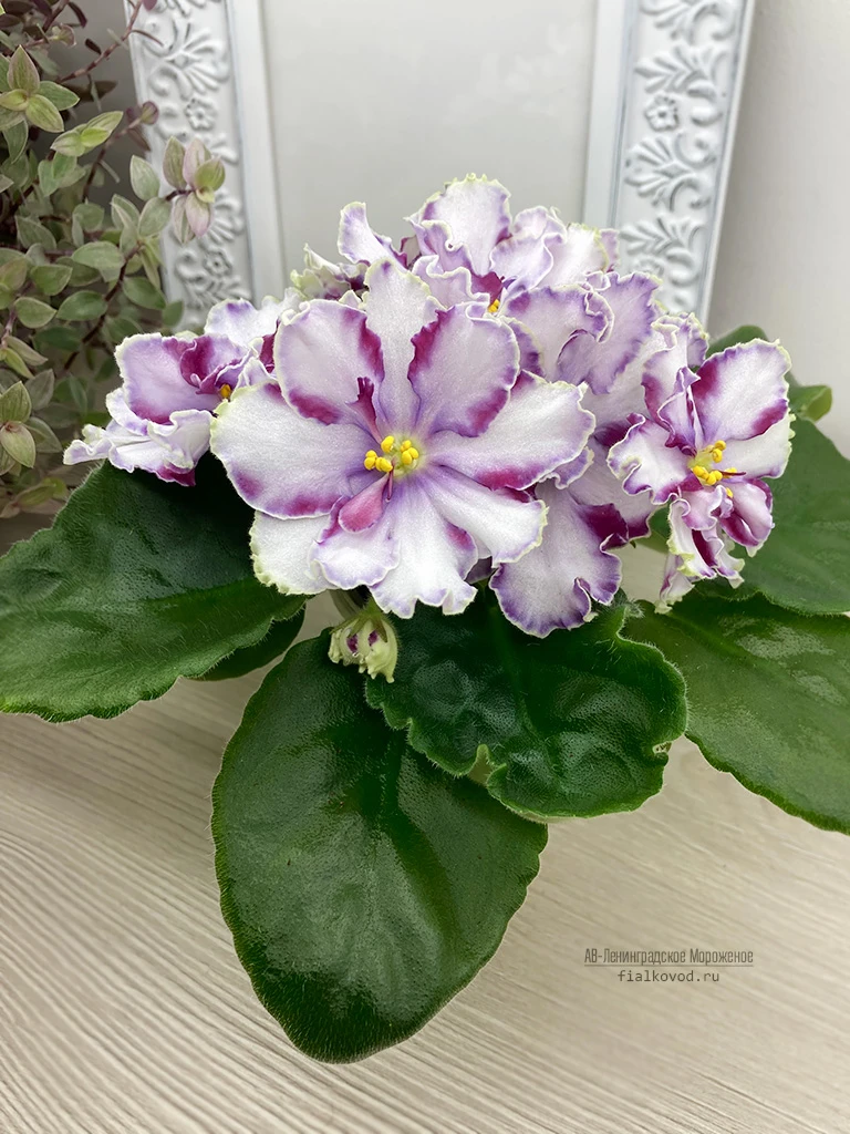 АВ-Ленинградское Мороженое