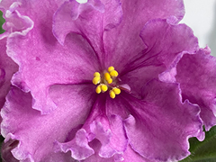 photo_nor for С-22-529, сеянец