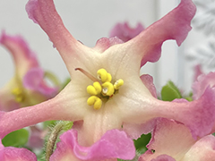 photo_nor for С-Золотой Гурами (21-219)