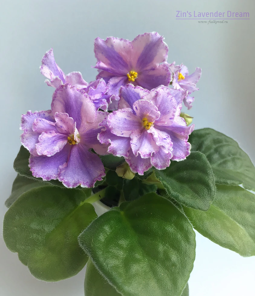 Zin's Lavender Dream