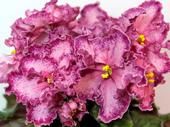 photo_nor for АВ-Мексиканский Тушкан (761-24)