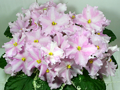 photo_nor for Ma's Pink Princess