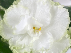 photo_nor for С-Ажурное Облачко (22-474)