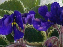 photo_nor for DS-Brian
