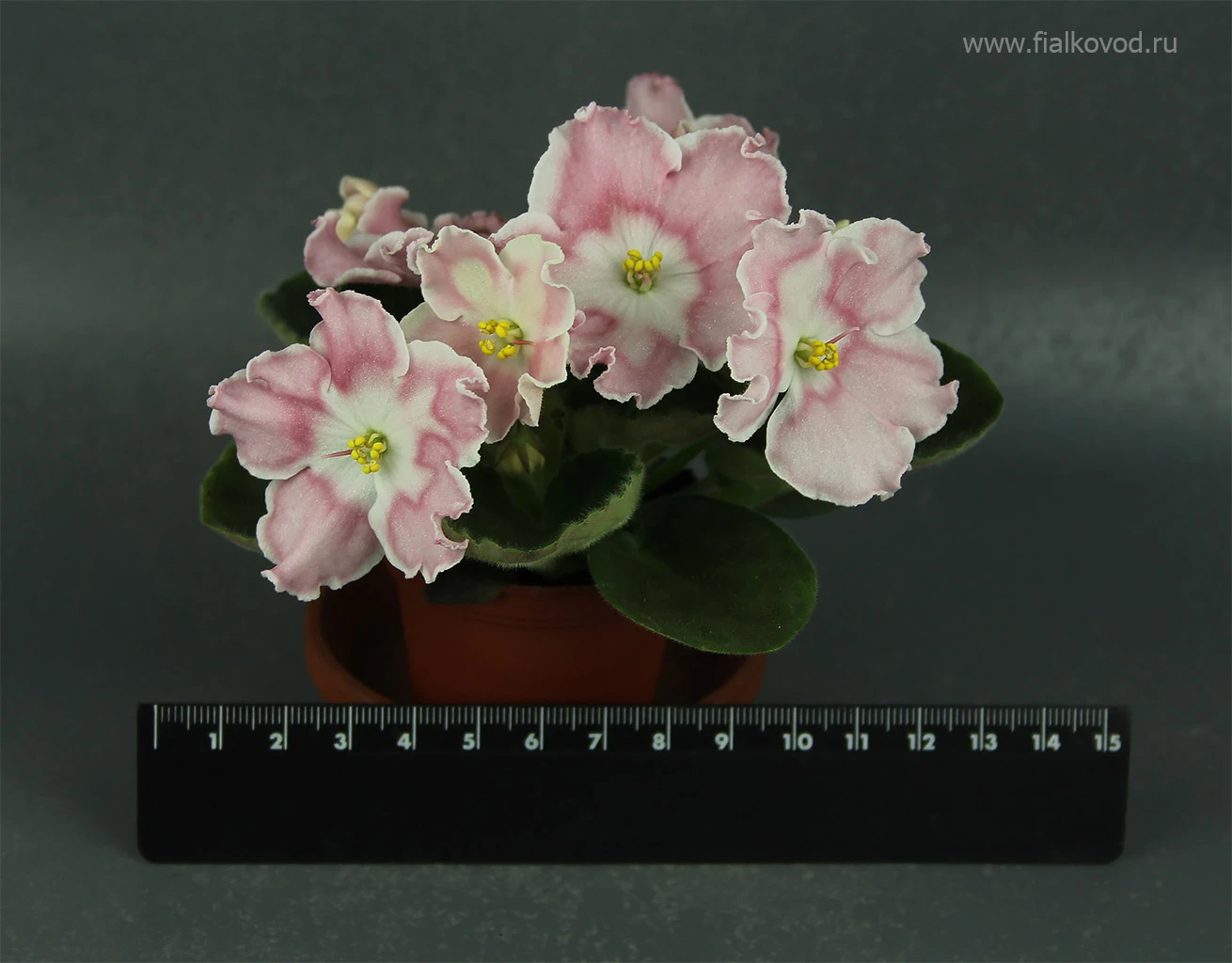 АВ-782-49, сеянец