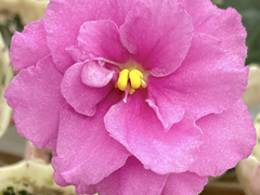 photo_nor for С-Бухта Лотоса (22-123)