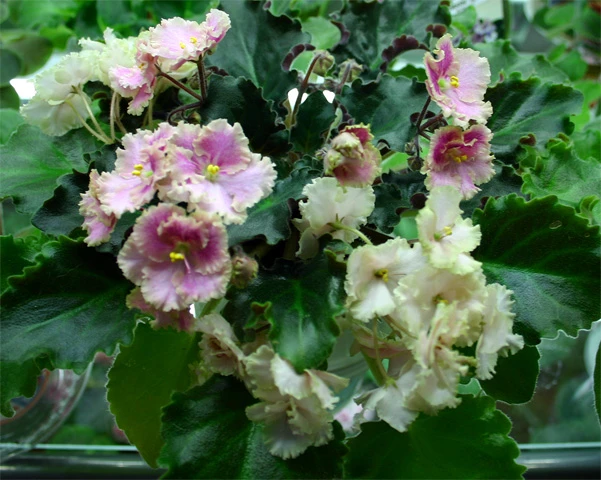 Rob's Antique Rose