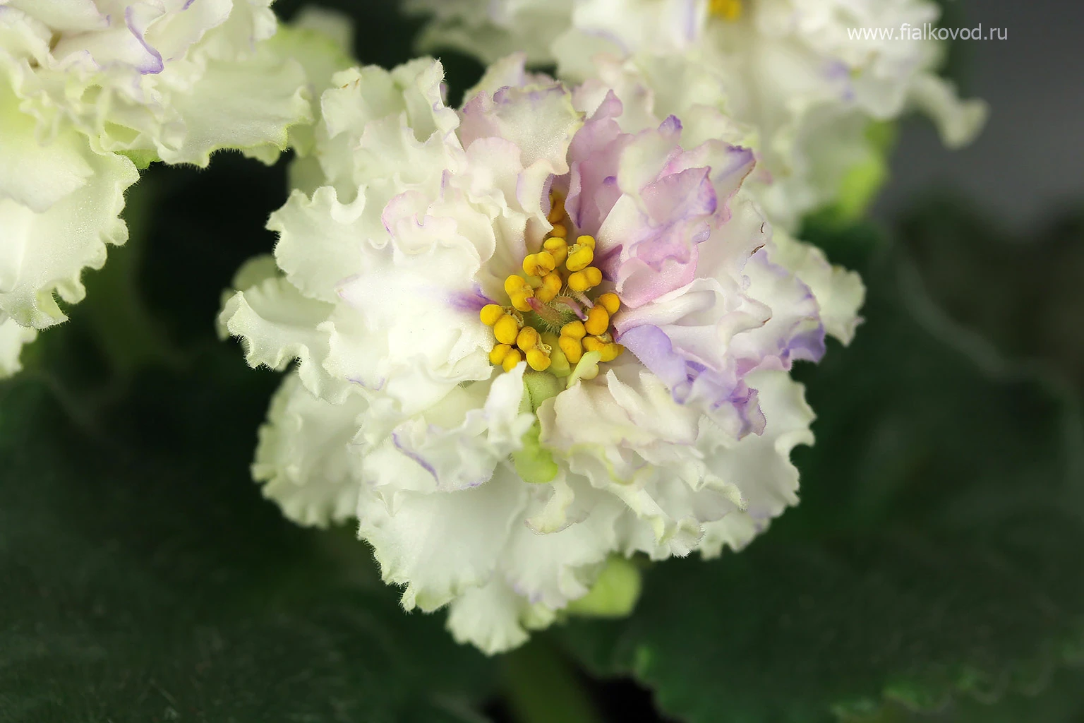 АВ-783-44, сеянец