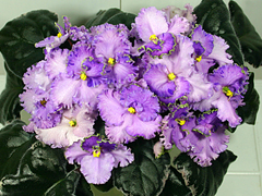 photo_nor for Buckeye Lavender Mist