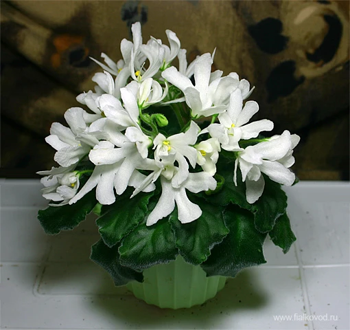 Lunar Lily white