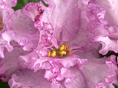photo_nor for С-23-123, сеянец