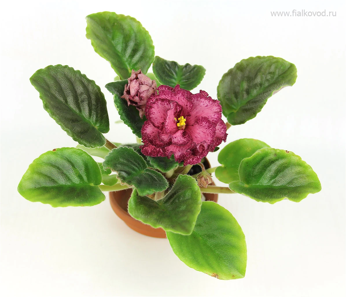 АВ-792-44, сеянец