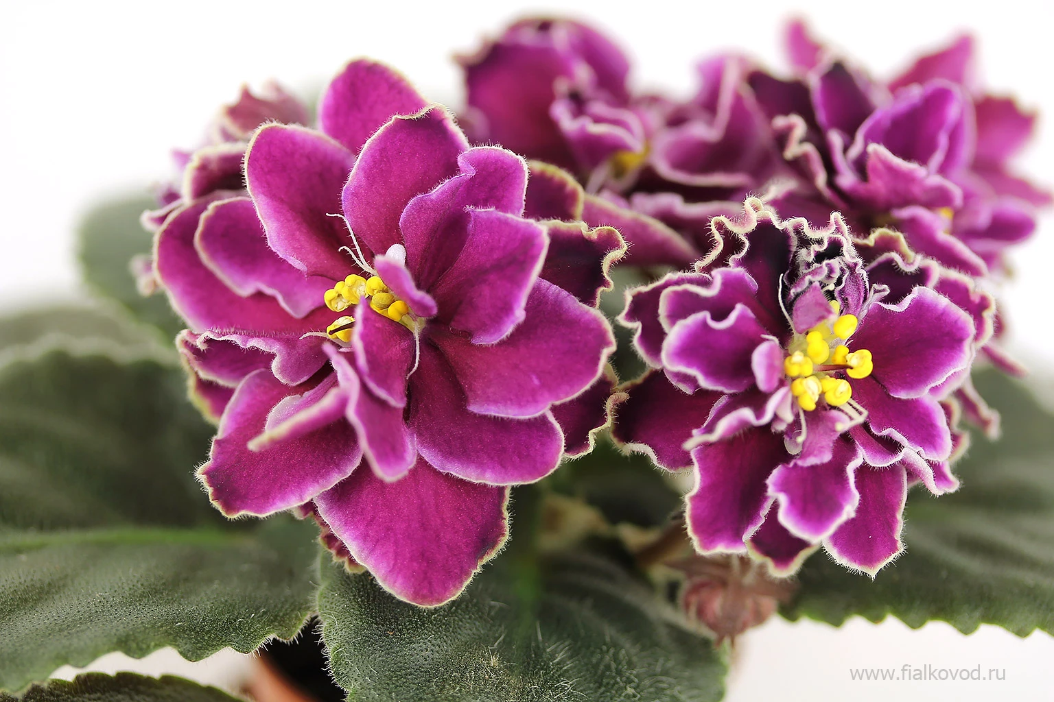 АВ-Кофе с Коньяком (809-64)