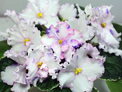 photo_nor for ЛЕ-Бальное Платье