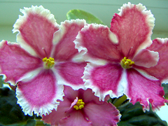 photo_nor for Веселая Кадриль