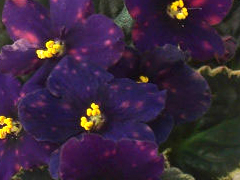 photo_nor for ВаТ-Звездочет