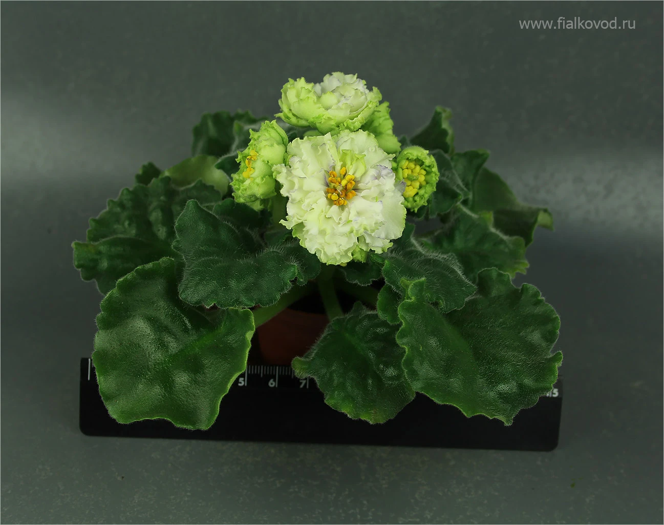 АВ-783-44, сеянец