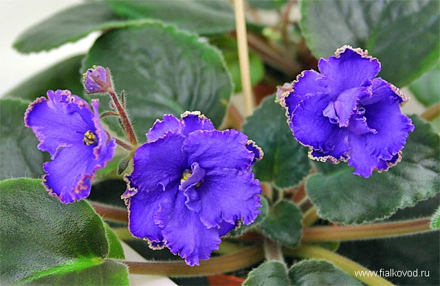 ЕК-Кумпарсита