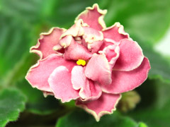 photo_nor for ЛЕ-Клубничная Весна
